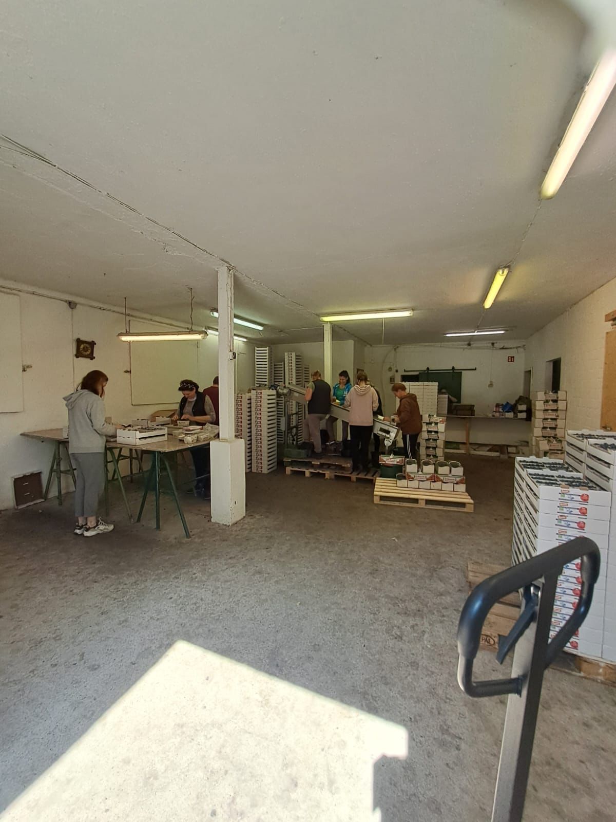 Reife Heidelbeeren auf der Plantage Demeterhof