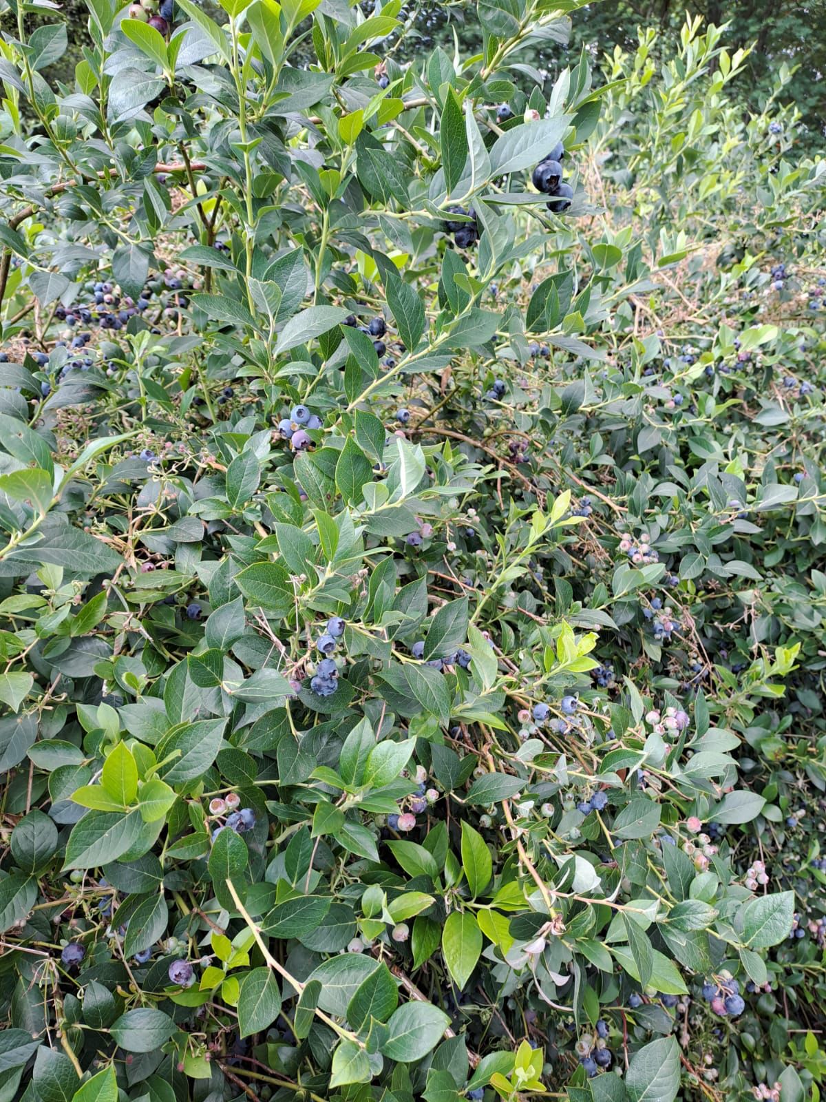 Qualitätskontrolle der Heidelbeeren bei Demeterhof